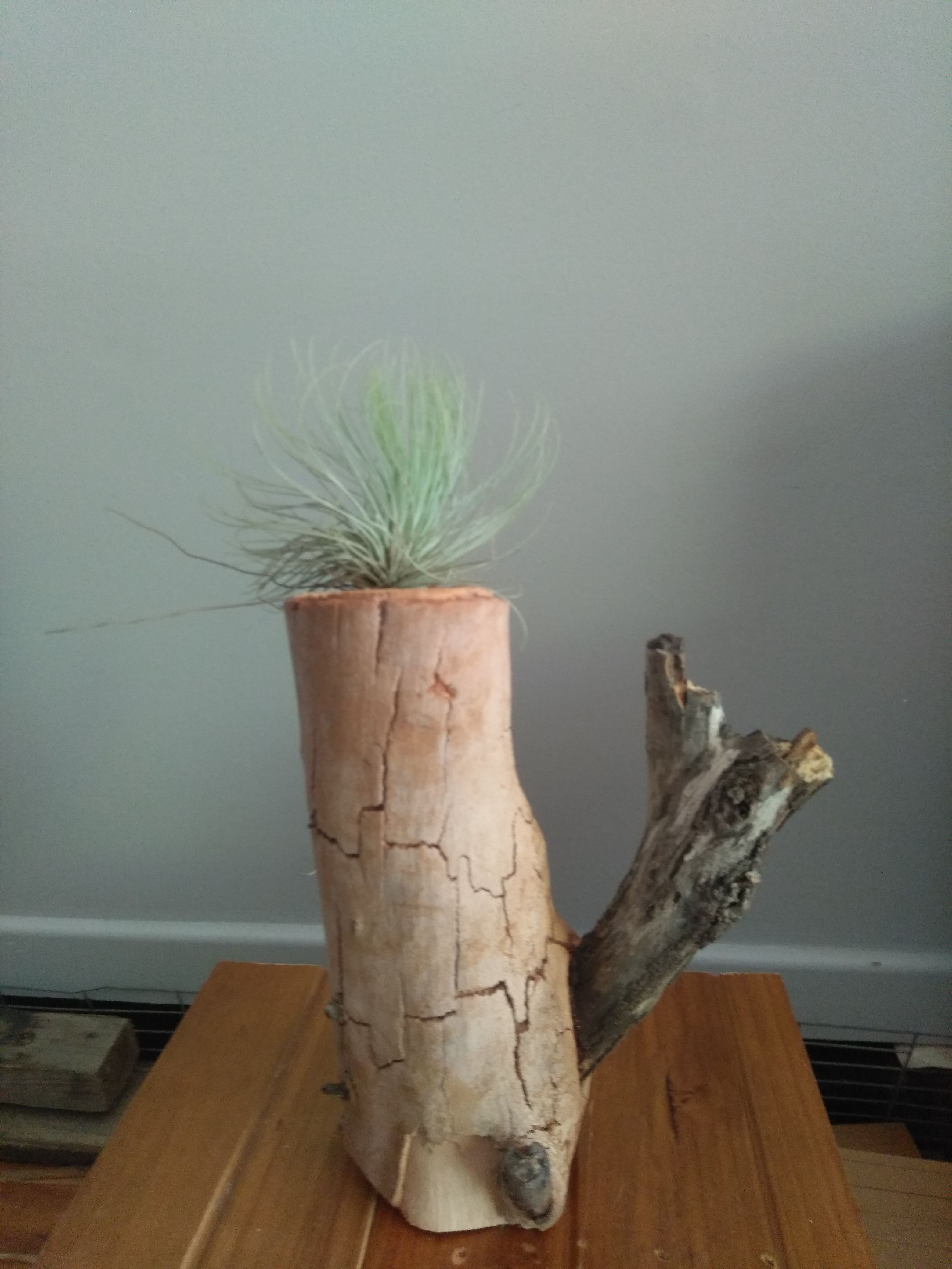 Air plant shadow box Bunnings community