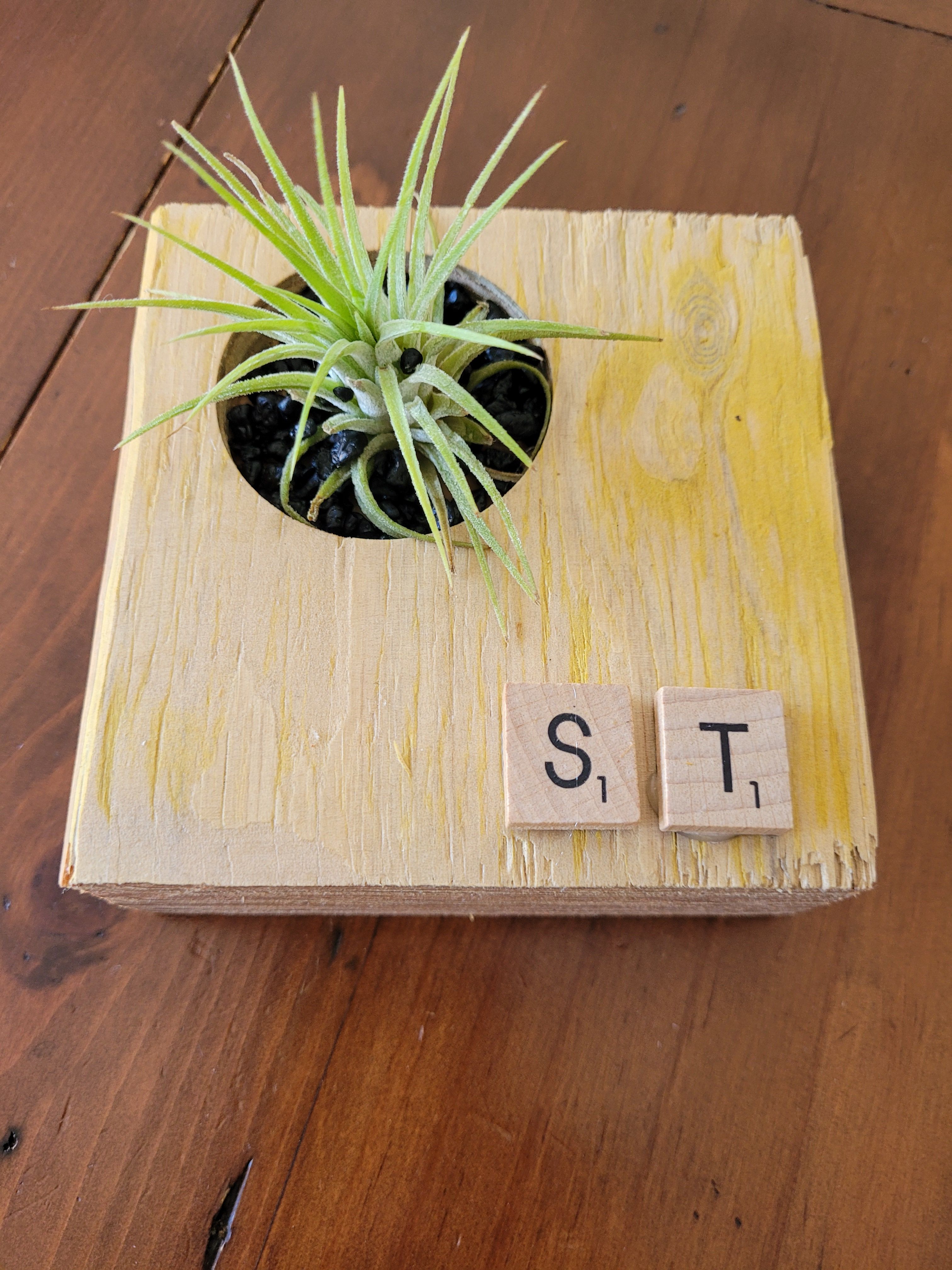 Air plant shadow box Bunnings community