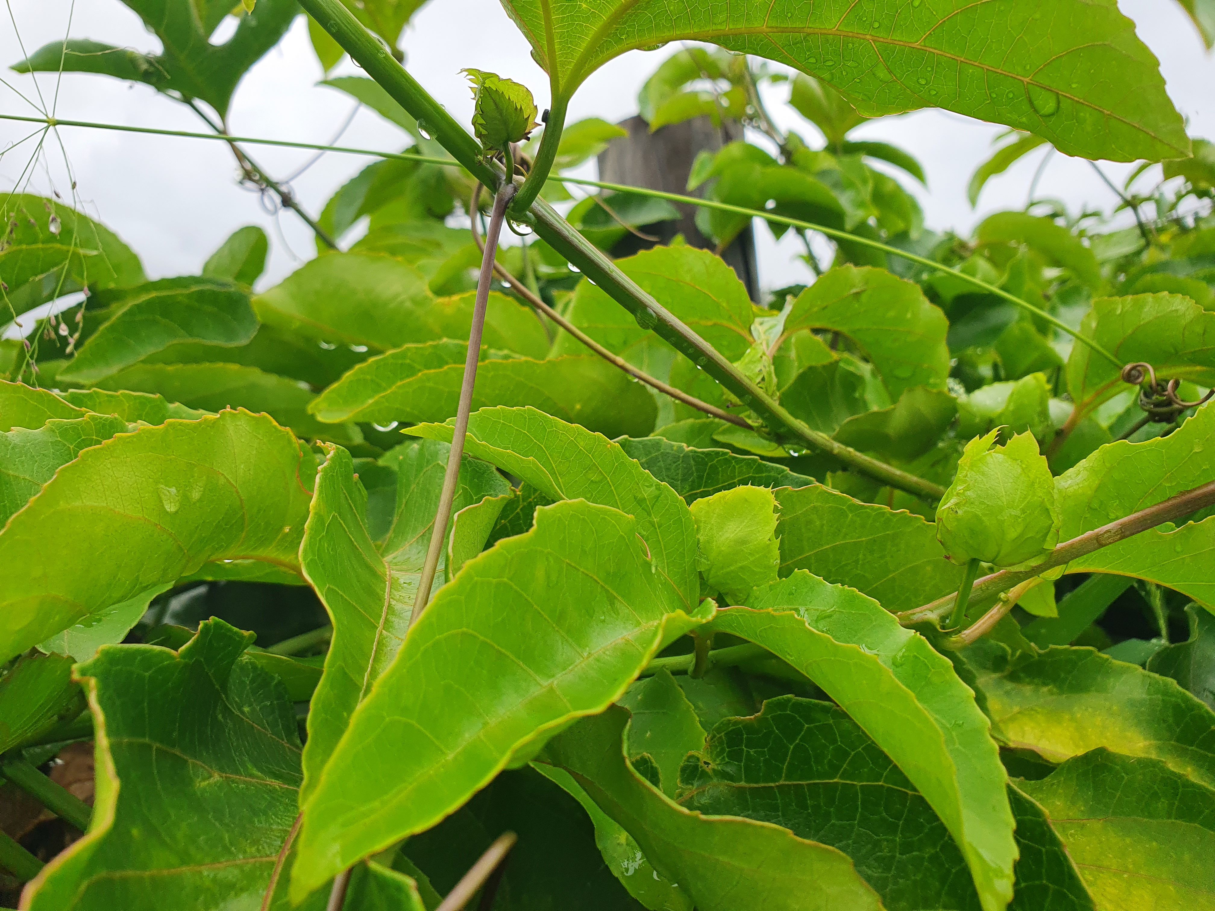 Passionfruit flowering but not fruiting Bunnings community