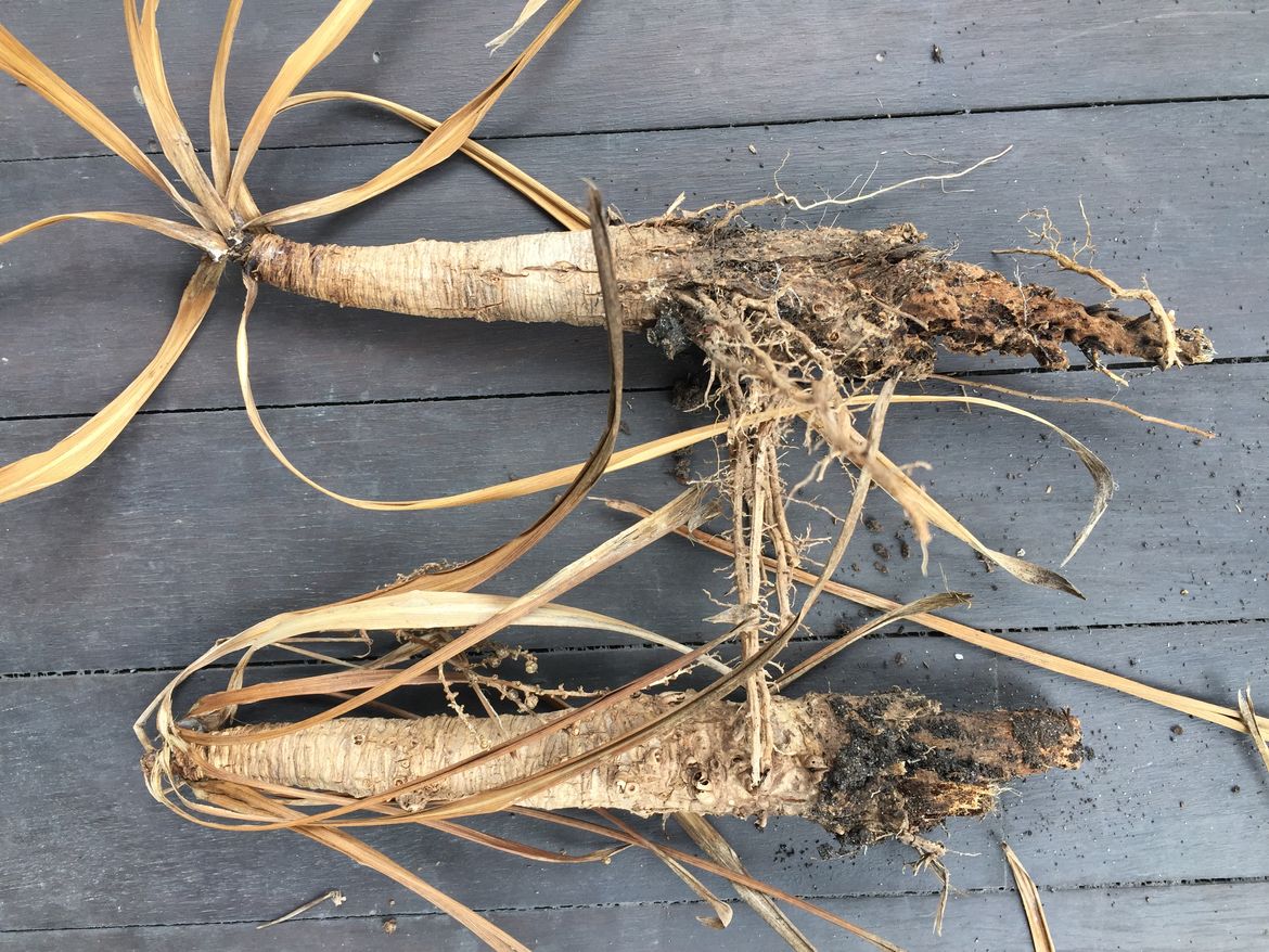 Image 2017-11-05_21-58-22-925.jpeg