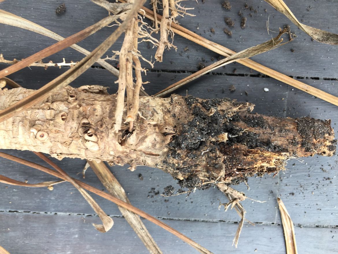 Image 2017-11-05_21-58-22-927.jpeg