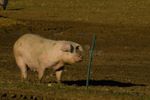 fully-grown-breeding-sow-pig-sus-scrofa-standing-pig-farm-field-behind-electric-fence-110769663.jpg