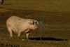 fully-grown-breeding-sow-pig-sus-scrofa-standing-pig-farm-field-behind-electric-fence-110769663.jpg