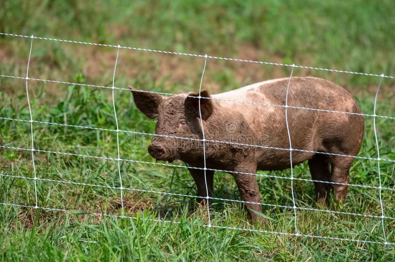 pig-standing-behind-fence-pasture-128924608.jpg