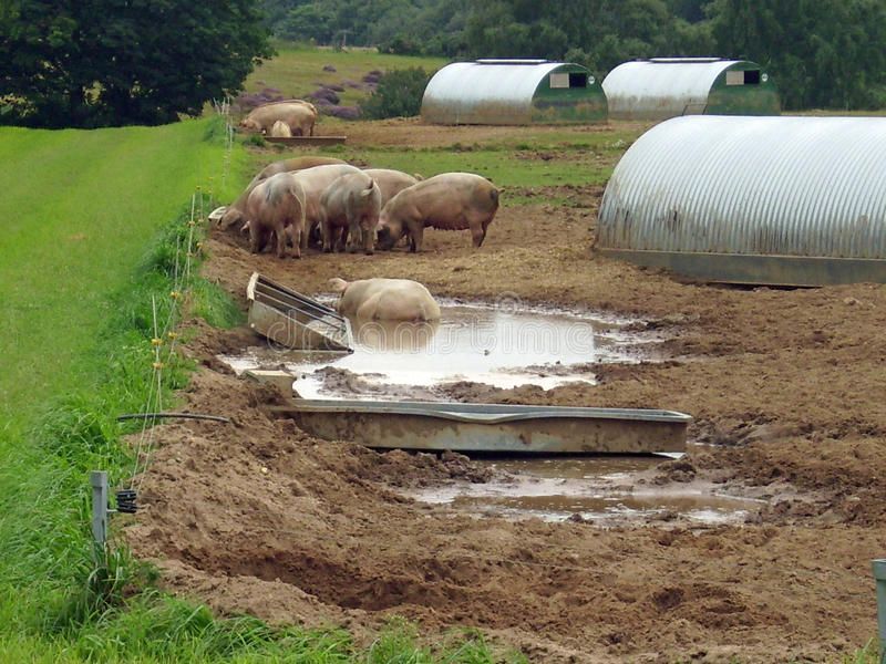 Free range pigs with shelters.jpg