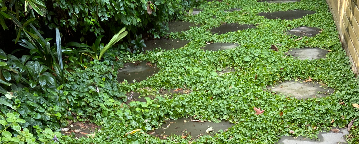 Kate23 bluestone rounds.png