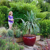 In heatwave conditions potted plants can need daily watering