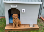AmyCody dog kennel.png