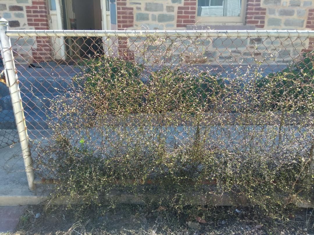 How to cover this fence with a climber? Bunnings community