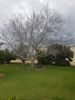 Walnut tree.jpg