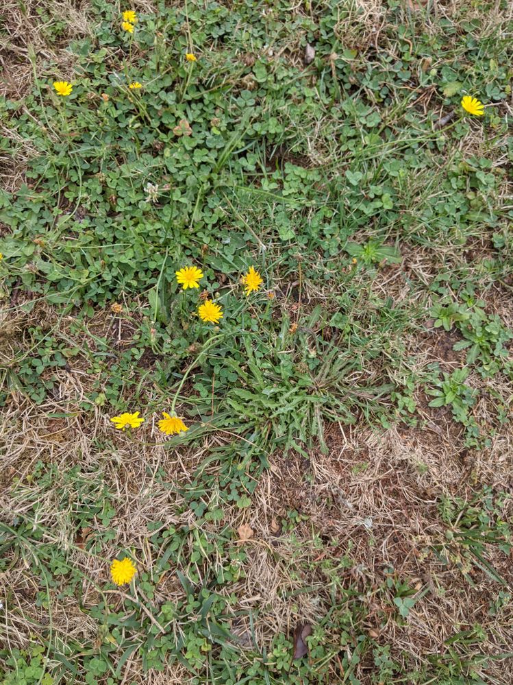 20220201 Front Lawn Weeds.jpg