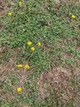 20220201 Front Lawn Weeds.jpg