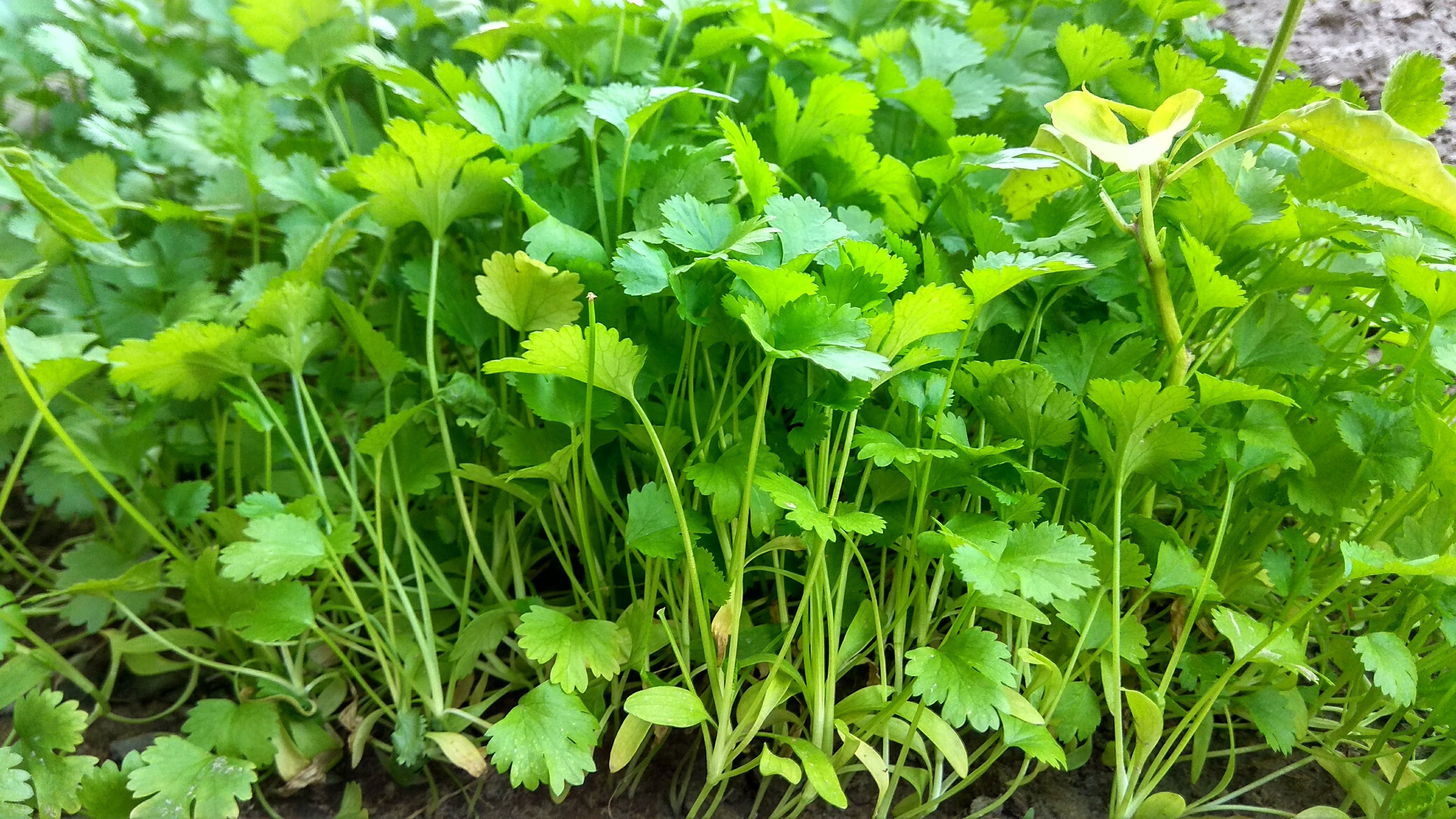 How do you stop coriander going to seed? Bunnings community