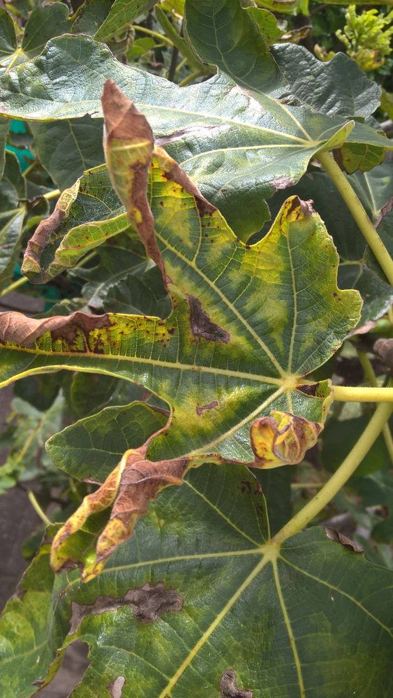 Fig Leaf 3.jpg