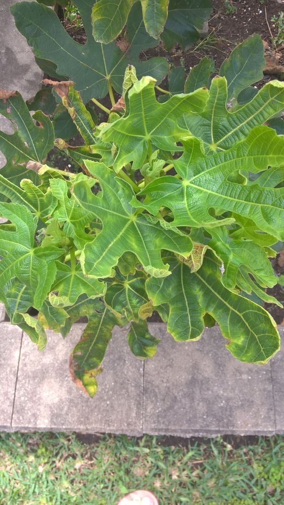 Fig Leaf 2.jpg