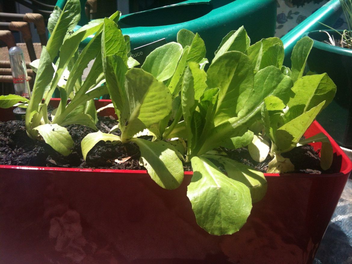 LBK herbs 2014 3 cos lettuce.jpg
