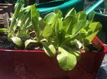 LBK herbs 2014 3 cos lettuce.jpg