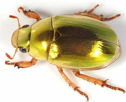 Gold Christmas Beetle.jpg