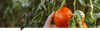 Tomato.png