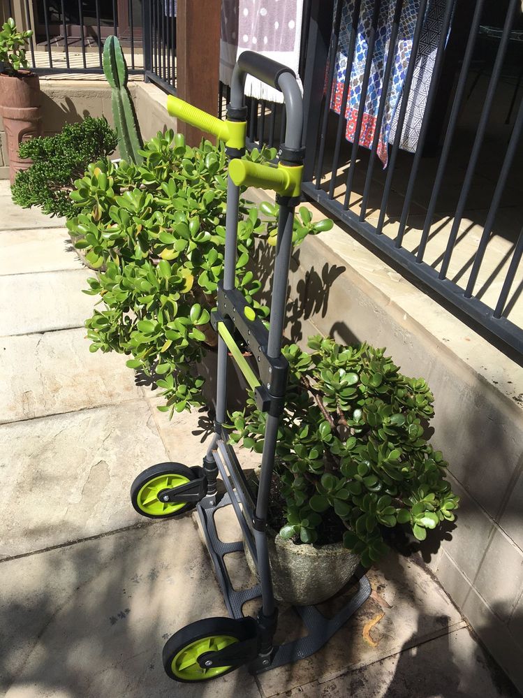 crassulataxi - Copy.JPG