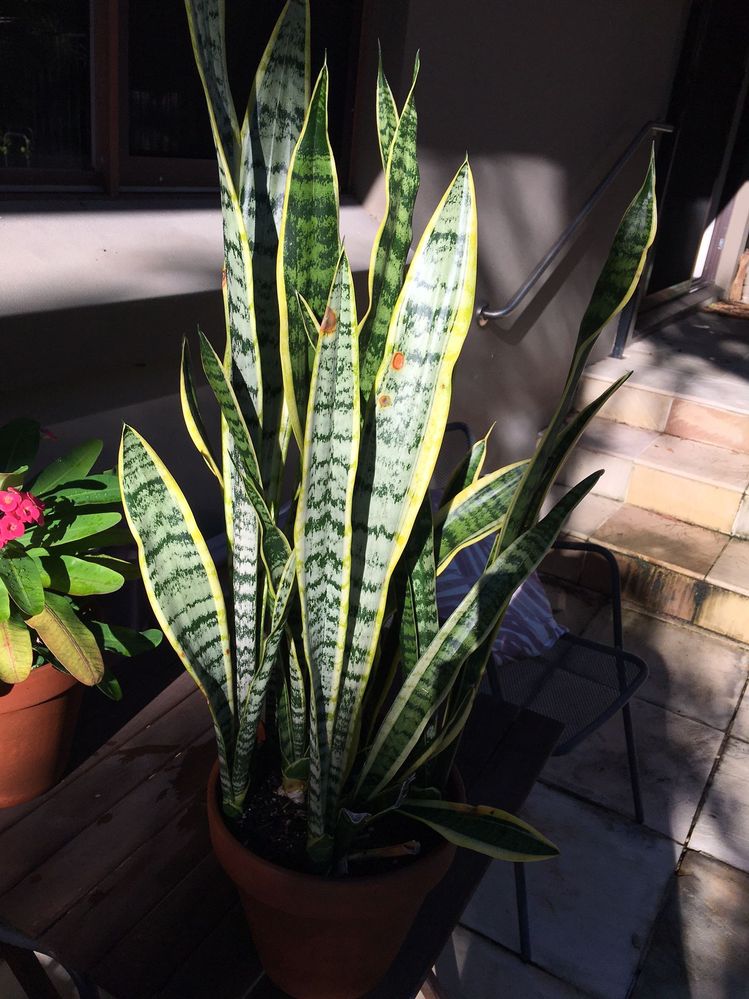 Sansevieria2.JPG