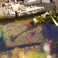 A grow bed helps keep water clean and clear for fish