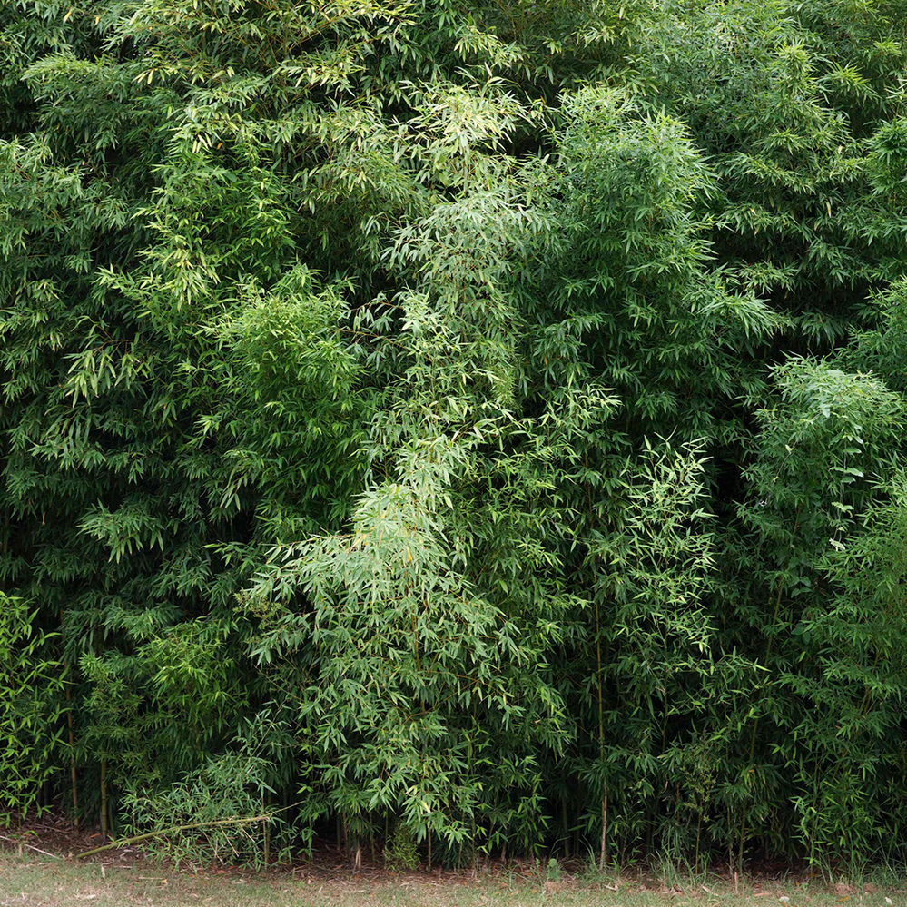 Weedy running bamboo can quickly take over large areas