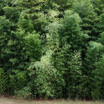 Weedy running bamboo can quickly take over large areas