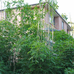 Popular variety Slender Weavers is screening out a three-storey building in just 18 months