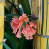 Clivia flowers contrast with these candy striped bamboo stems
