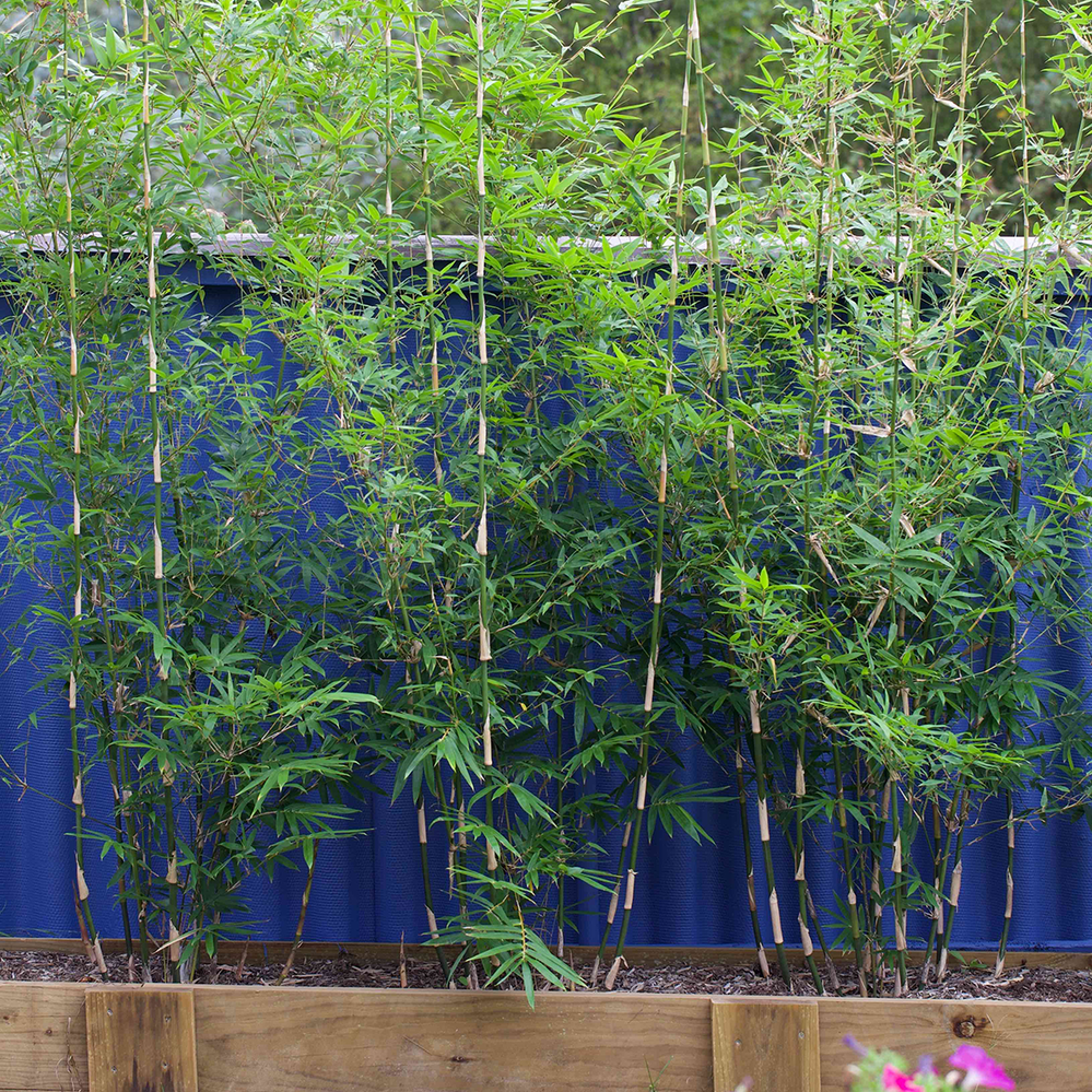 A painted fence gives bamboo a colourful backdrop
