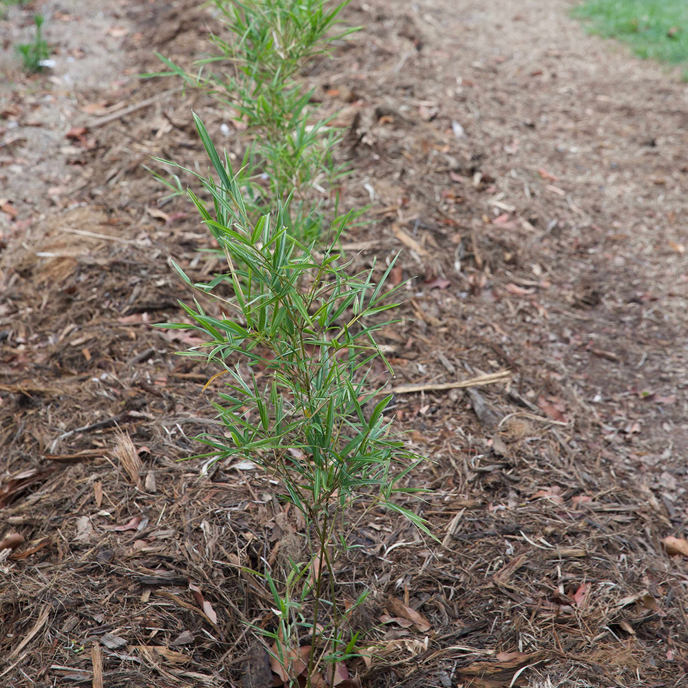 Step 5.3 After planting and mulching.png