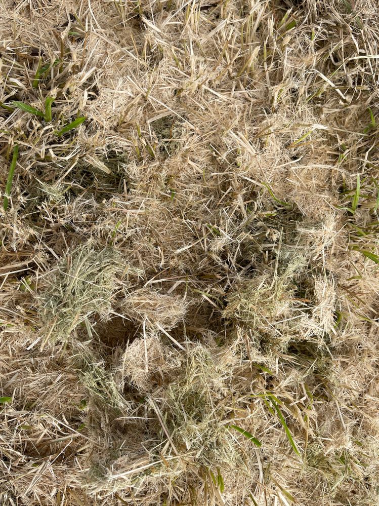 Closeup of dry grass2