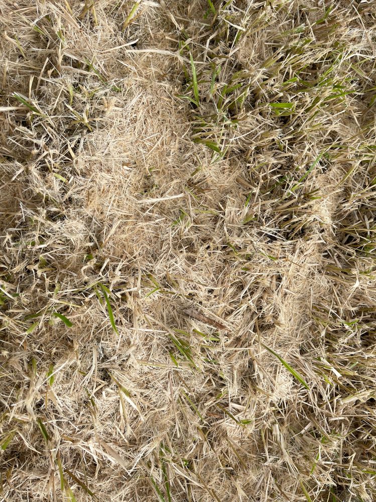Closeup of dry grass