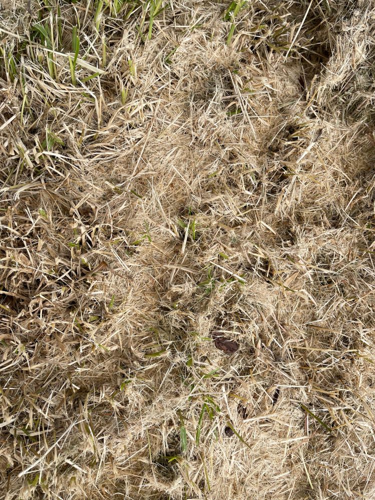 Closeup of dry grass3