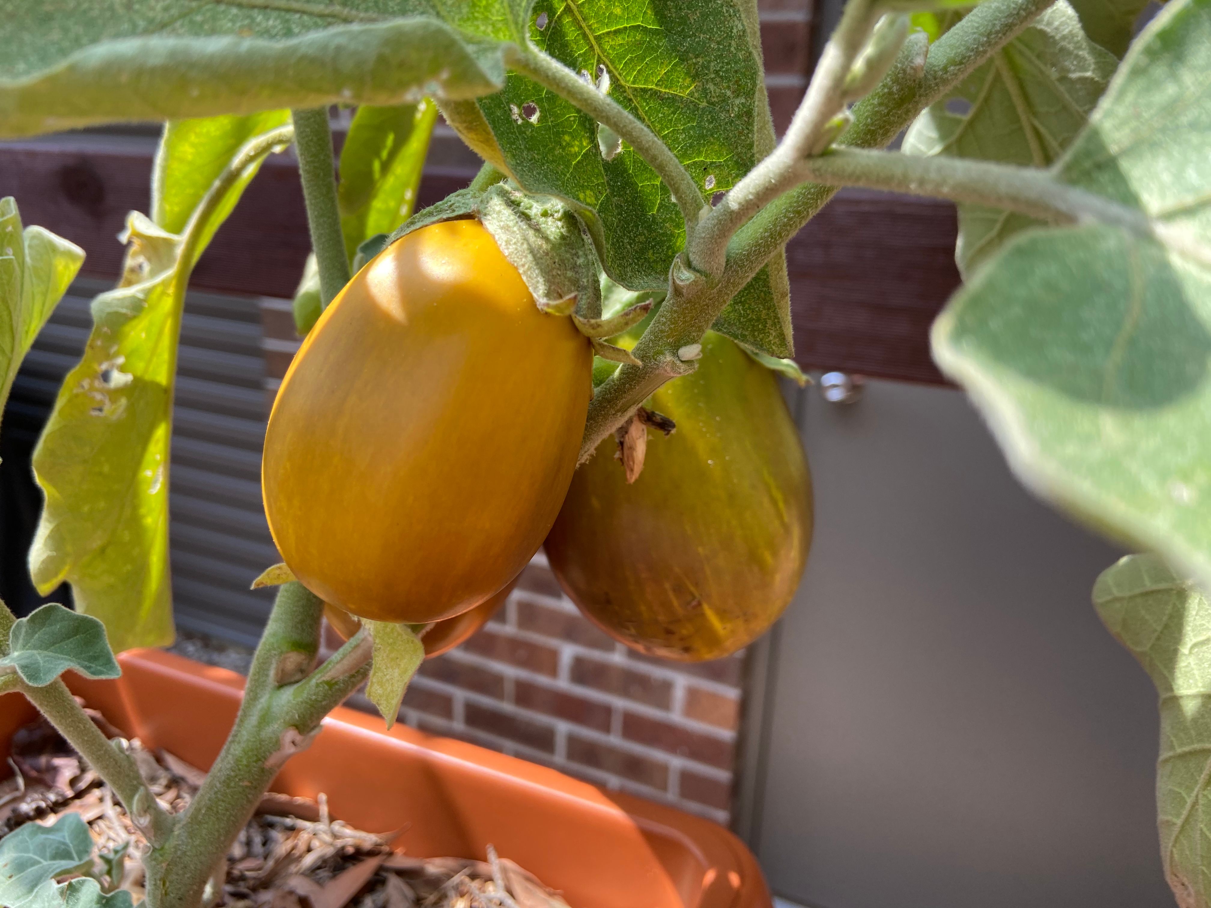 Why are my eggplants going yellow? Bunnings community