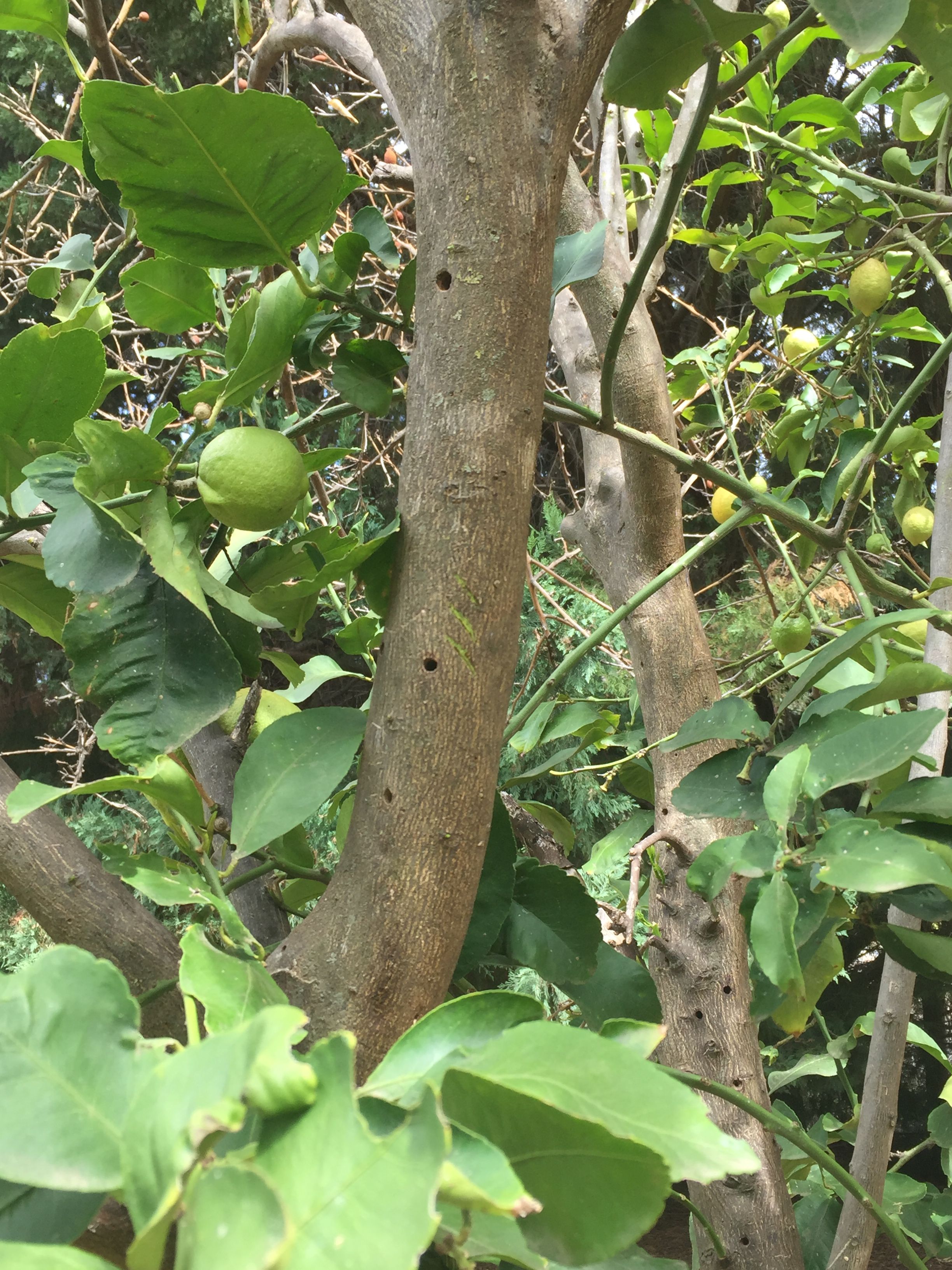 How to kill borer beetle in lemon tree? Bunnings community