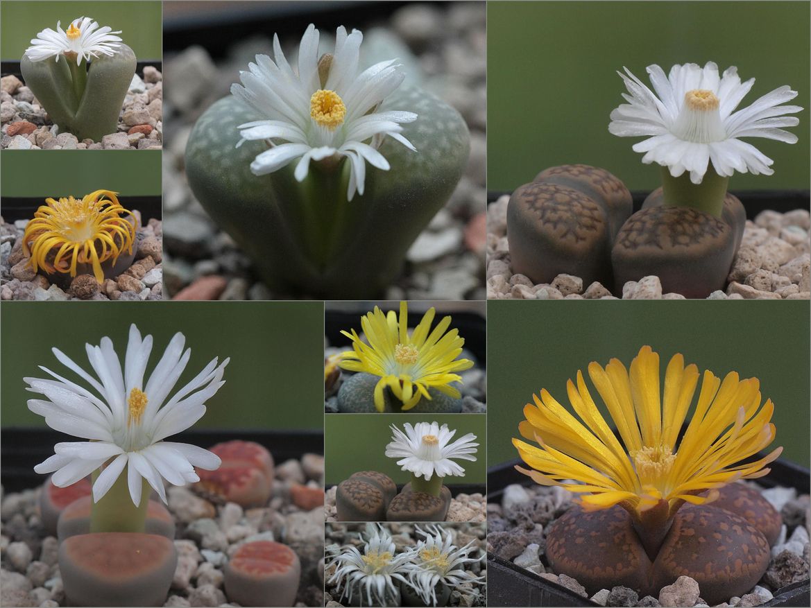 Lithops_by_Dornenwolf.jpg