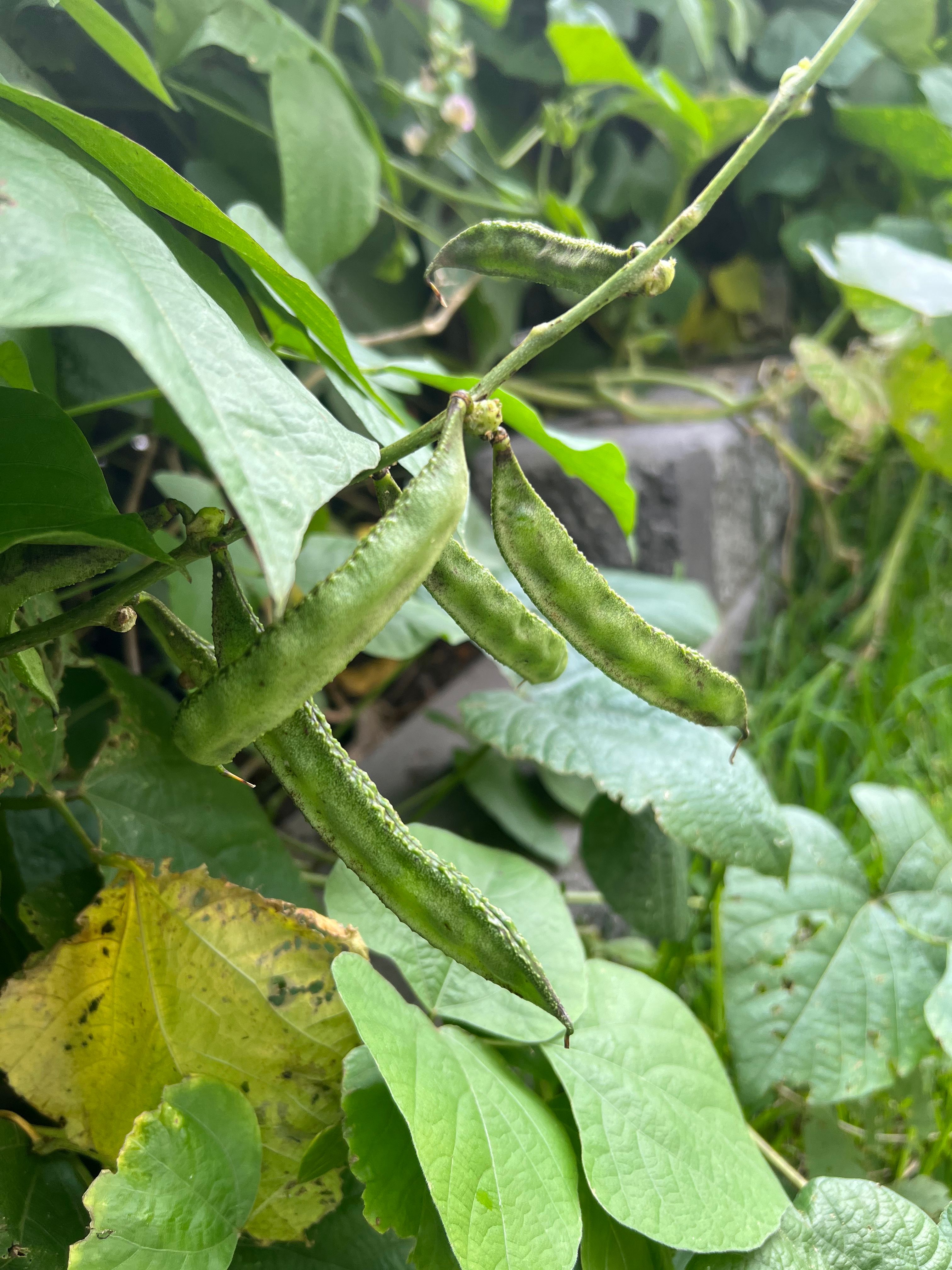 Growing flat green beans Bunnings community