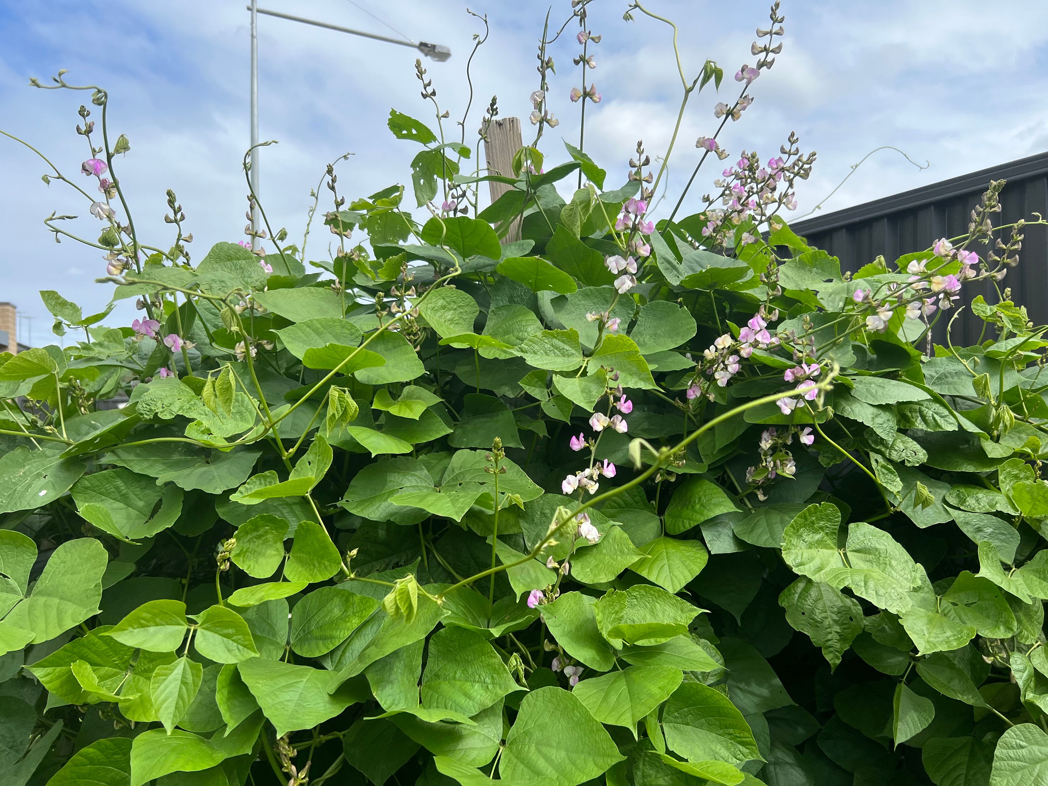 Growing flat green beans Bunnings community