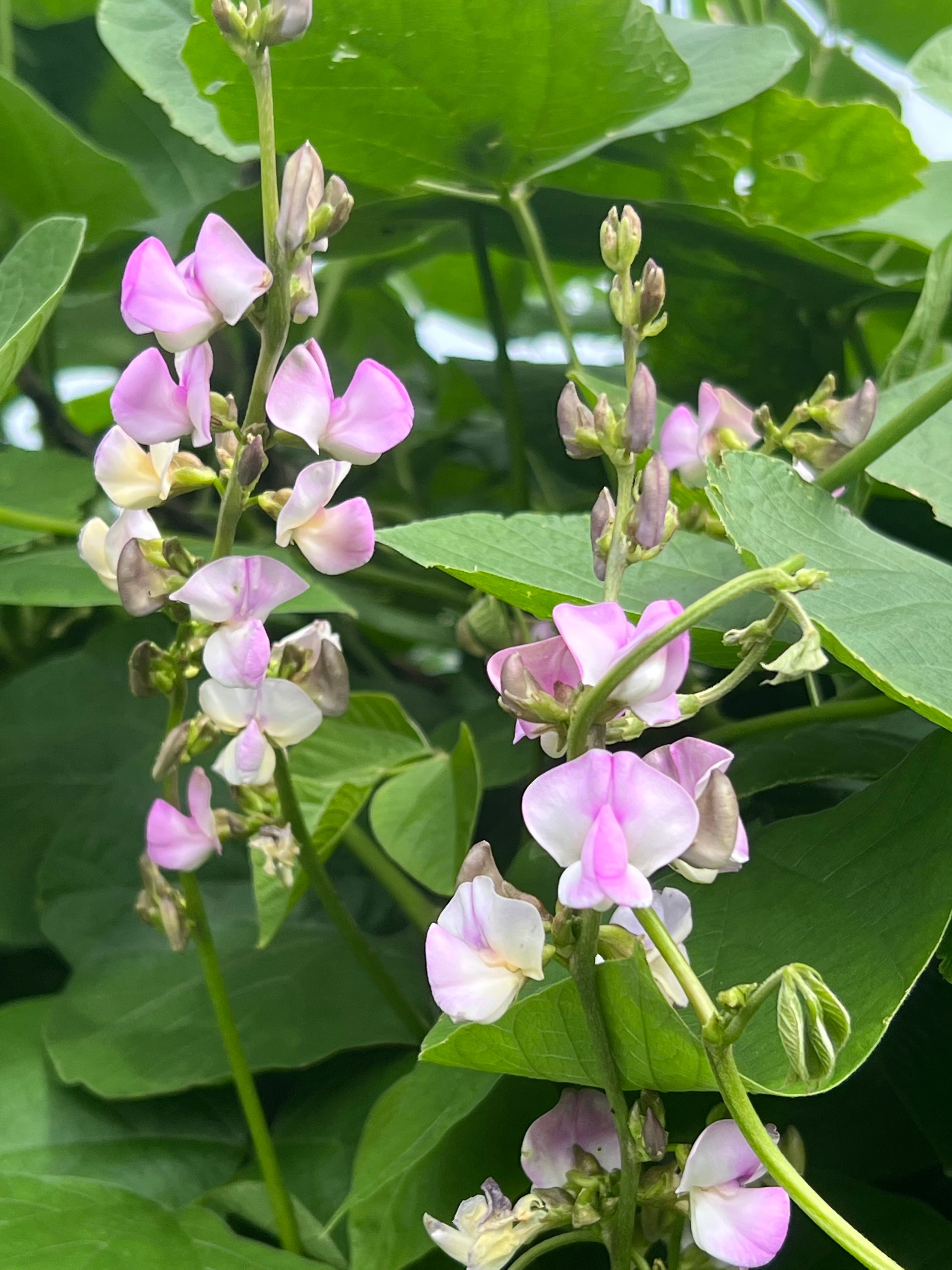 Growing flat green beans Bunnings community