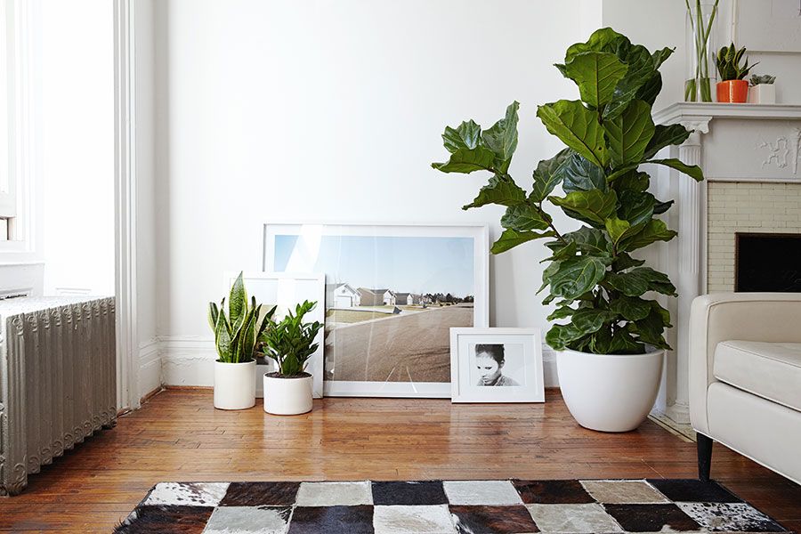 Fiddle_Leaf_Fig_Right.jpg