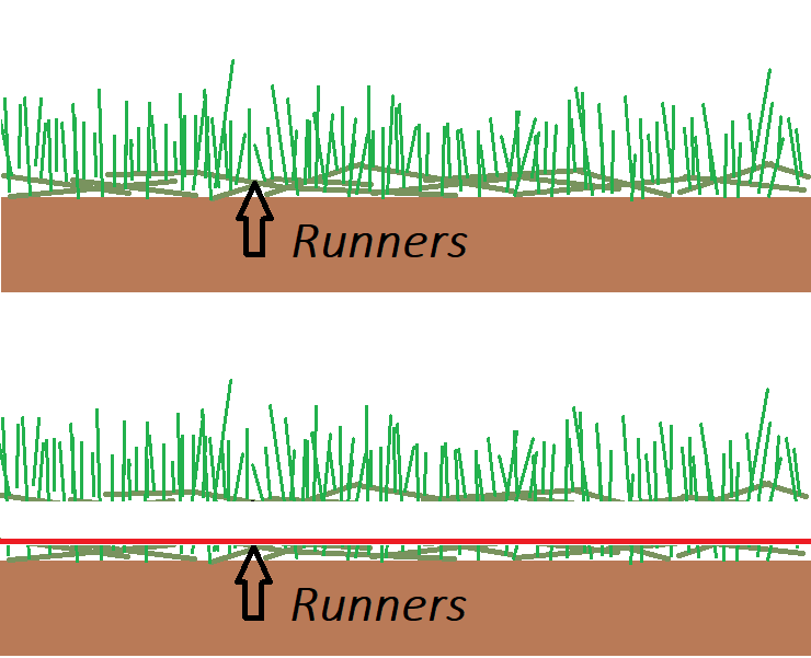 Runners.png