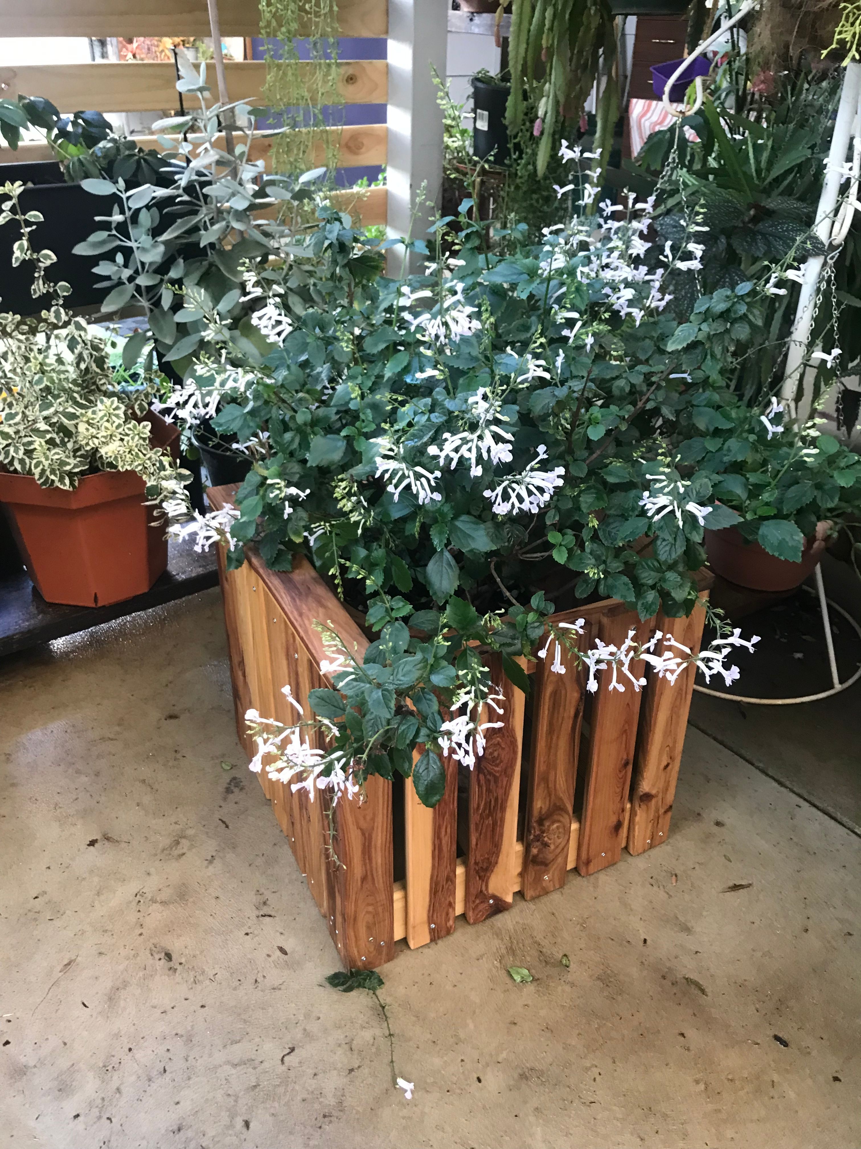 Wooden planter box Bunnings community