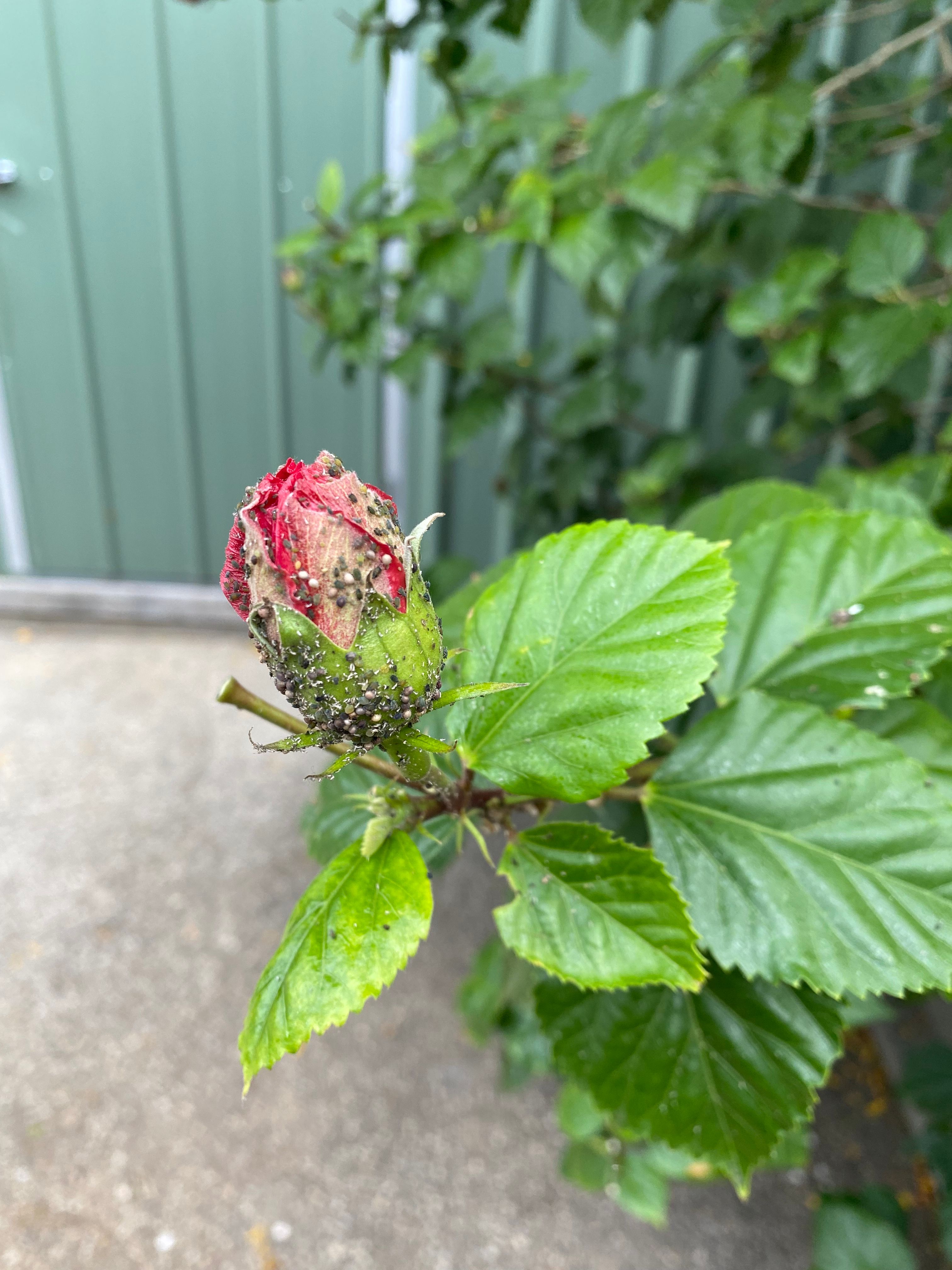 How to get rid of the black stuff on Hib... Bunnings community