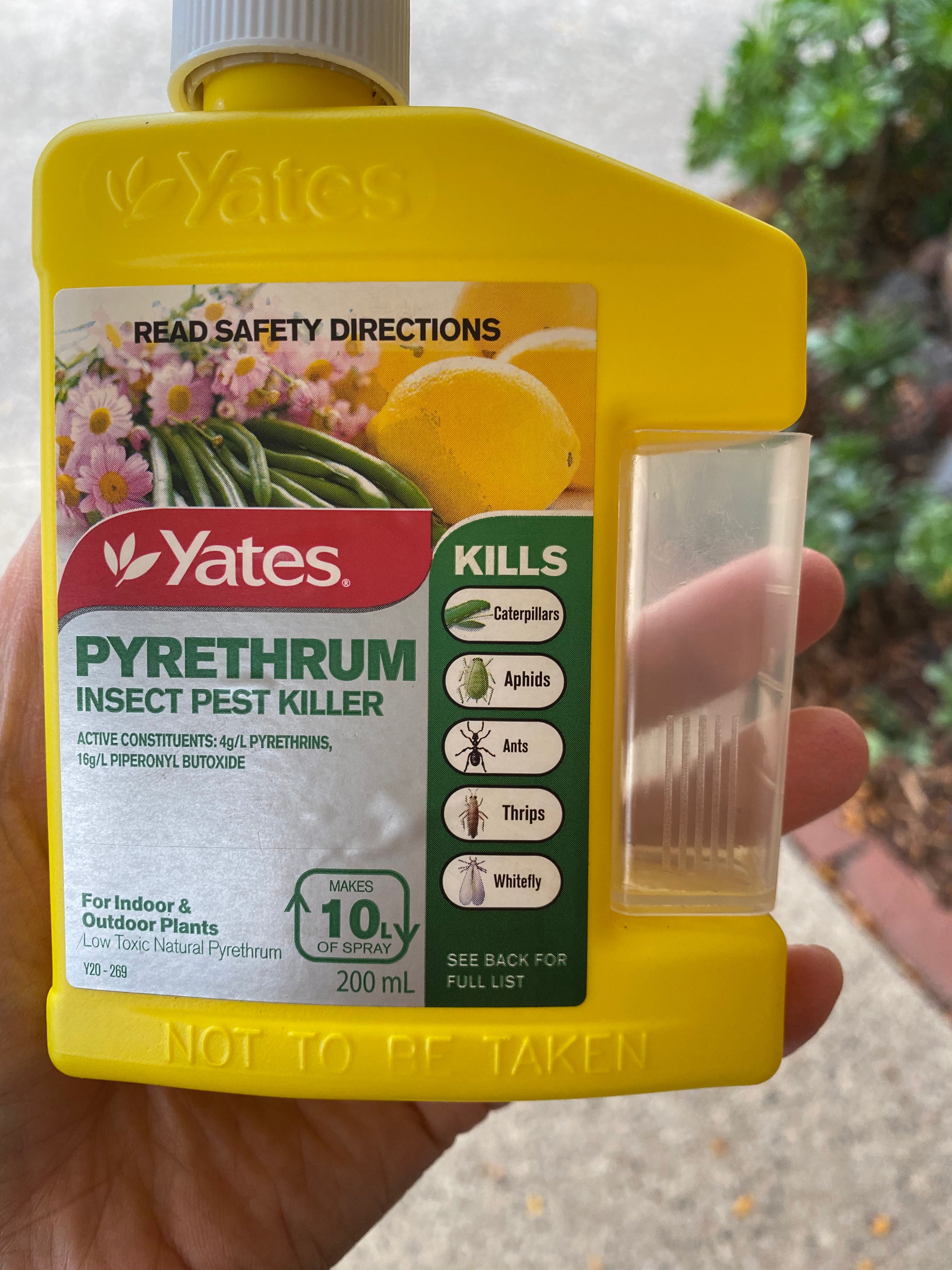 How to get rid of the black stuff on Hib... Bunnings community