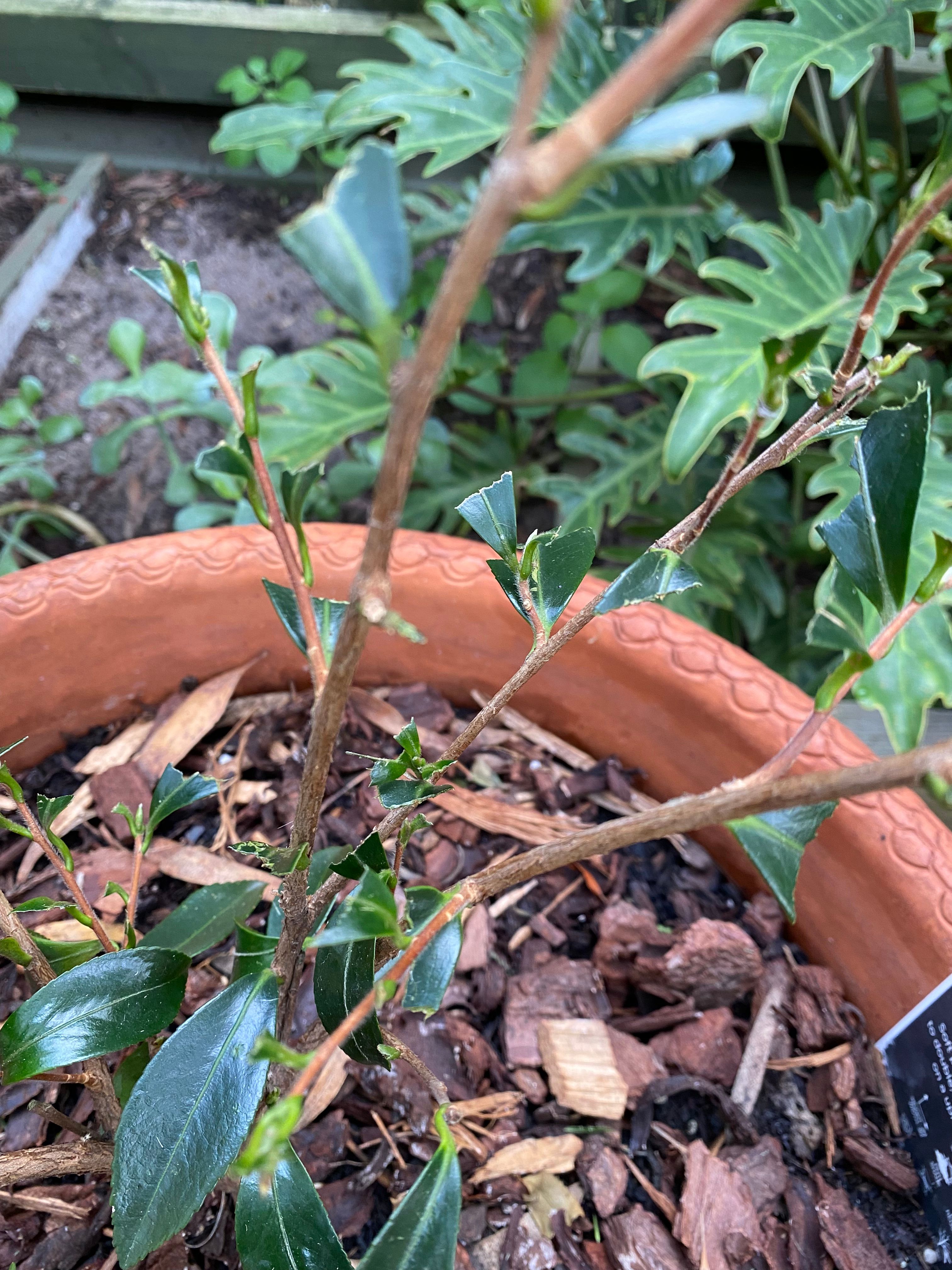 What is eating my Camellia leaves? Bunnings community