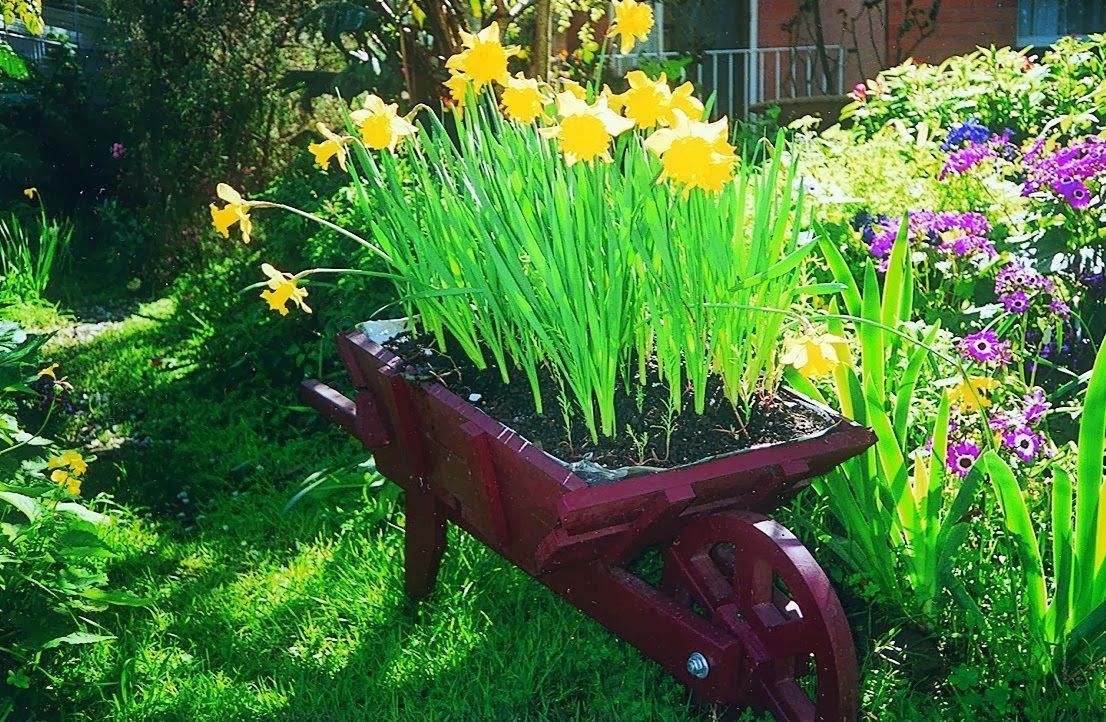 soon daff planting time