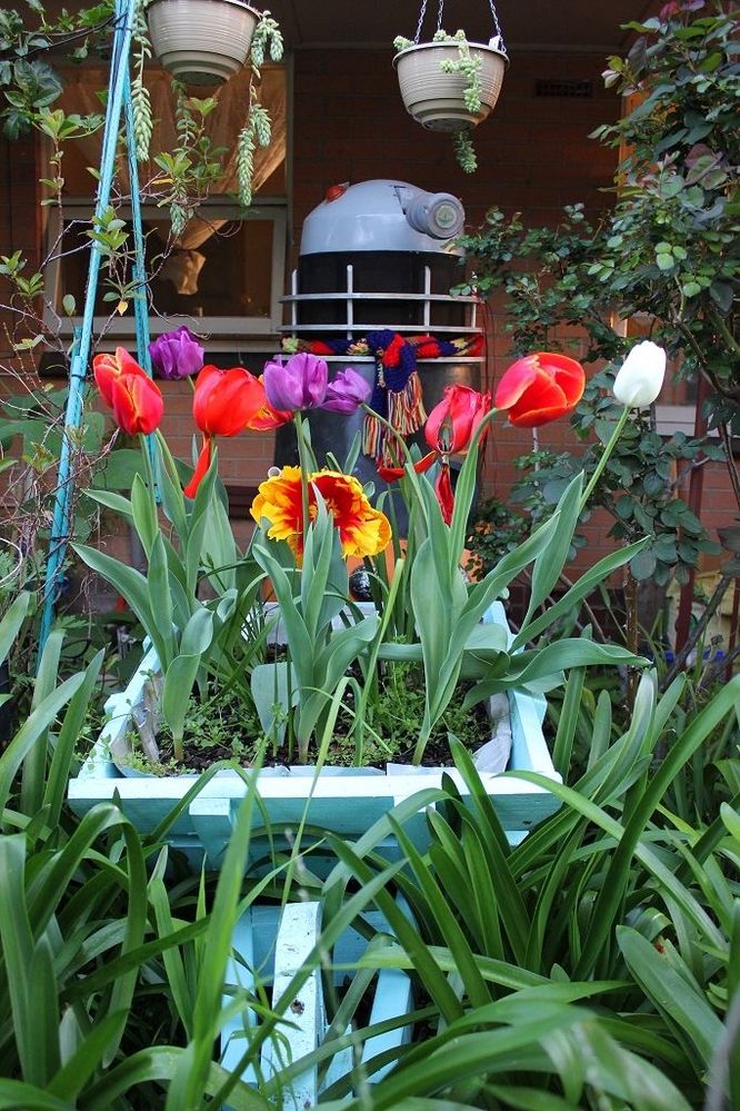  dalek with tulips.jpg
