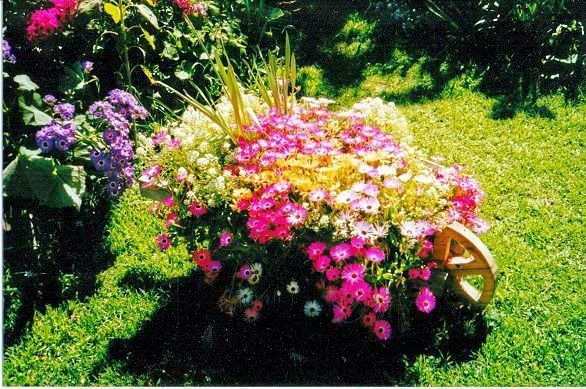 i plant livingstone daisy in autumn to flower in spring